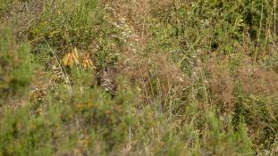 Lynx pardinus - Lynx ibérique - Iberian lynx  (ang) - Lince iberico (sp)