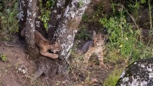 Lynx pardinus - Lynx ibérique - Iberian lynx  (ang) - Lince iberico (sp)