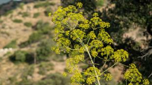 ND-Ferula communis - Grande Férule - Common giant-fennel (ang) - Cañaheja (sp)