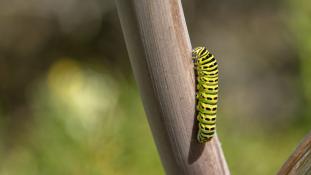 Papilio machaon - Machaon - Grand porte-queue - Old World swallowtail (ang) - macaón (sp)