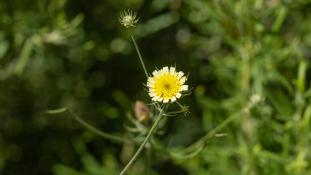 ND-Tolpis umbellata - Tolpide en ombelle - Umbrella Milkwort (ang) - Chicoria andaluza (sp)