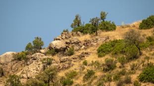 Capra pyrenaica - Bouquetin d'Espagne - Bouquetin ibérique - Iberian ibex (ang) - Cabra montés (sp)