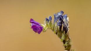 ND-Echium plantagineum - Vipérine faux plantain - Viper's-bugloss (ang) - Vivorera morada (sp)