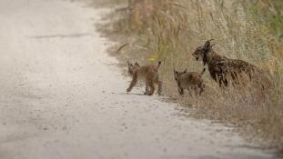 Lynx pardinus - Lynx ibérique - Iberian lynx  (ang) - Lince iberico (sp)