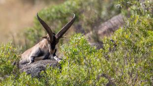 Capra pyrenaica - Bouquetin d'Espagne - Bouquetin ibérique - Iberian ibex (ang) - Cabra montés (sp)