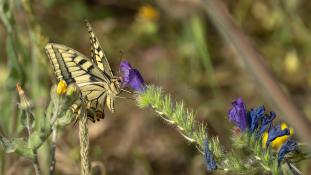 Papilio machaon - Machaon - Grand porte-queue - Old World swallowtail (ang) - macaón (sp)