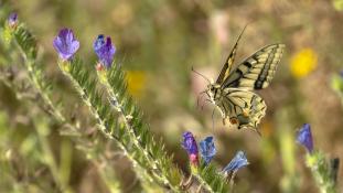 Papilio machaon - Machaon - Grand porte-queue - Old World swallowtail (ang) - macaón (sp)