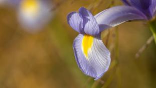 ND-Iris xiphium - Iris à feuilles en glaive - Bulbous Iris (ang) - Lirio azul (sp)