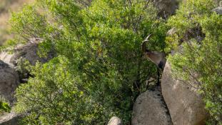 Capra pyrenaica - Bouquetin d'Espagne - Bouquetin ibérique - Iberian ibex (ang) - Cabra montés (sp)
