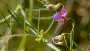 ND-Lathyrus clymenum - Gesse d'Espagne - Crimson Pea (ang) - Cicercha purpurina (sp)