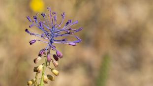ND-Muscari matritense - Muscari de Madrid - Nazareno (sp)