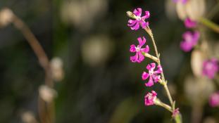 ND-Silene colorata - Silène Coloré - 