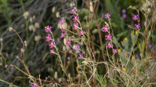 ND-Silene colorata - Silène Coloré - 
