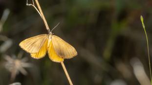 ND-Papillons