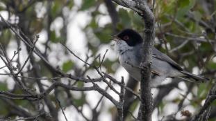 Curruca melanocephala - Fauvette mélanocéphale - Sardinian Warbler (ang) - Curruca cabecinegra (sp)