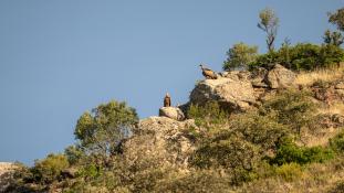 Gyps fulvus - Vautour fauve - Griffon Vulture (ang) - Buitre leonado (sp)