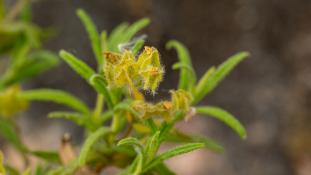 ND-Cistus monspeliensis - Ciste de Montpellier - Montpelier rock-rose (ang) - Jara negra (sp)
