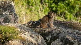Lynx pardinus - Lynx ibérique - Iberian lynx  (ang) - Lince iberico (sp)