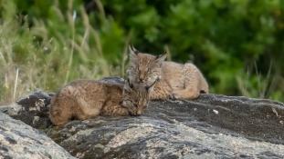 Lynx pardinus - Lynx ibérique - Iberian lynx  (ang) - Lince iberico (sp)