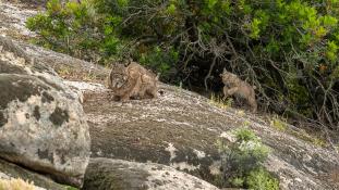 Lynx pardinus - Lynx ibérique - Iberian lynx  (ang) - Lince iberico (sp)