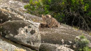 Lynx pardinus - Lynx ibérique - Iberian lynx  (ang) - Lince iberico (sp)