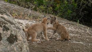 Lynx pardinus - Lynx ibérique - Iberian lynx  (ang) - Lince iberico (sp)