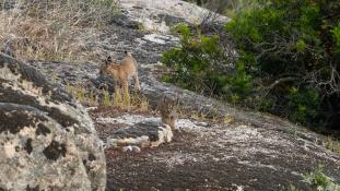 Lynx pardinus - Lynx ibérique - Iberian lynx  (ang) - Lince iberico (sp)