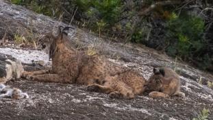Lynx pardinus - Lynx ibérique - Iberian lynx  (ang) - Lince iberico (sp)