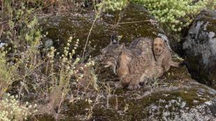 Lynx pardinus - Lynx ibérique - Iberian lynx  (ang) - Lince iberico (sp)