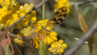 Nemoptera bipennis - Fourmilion à balancier - Slow Flying (ang) - Duende (sp)