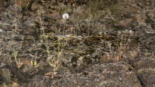 ND-Crepis foetida - Crépide fétide - Foetid hawk's-beard (ang) - Achicoria hedionda (sp)