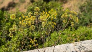 ND-Thapsia villosa - Thapsie velue - Villous deadly carrot (ang) - Cañaheja (sp)