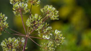 ND-Thapsia villosa - Thapsie velue - Villous deadly carrot (ang) - Cañaheja (sp)