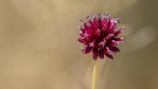 ND-Allium sphaerocephalon - Ail à tête ronde - Drumstick Onion (ang) - Ajo de cigueña (sp)