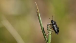 ND-Aplocnemus sp
