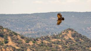 Gyps fulvus - Vautour fauve - Griffon Vulture (ang) - Buitre leonado (sp)