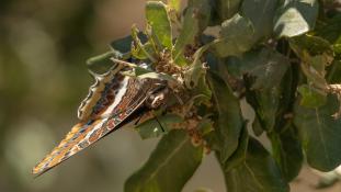 Charaxes jasius - Nymphale de l'arbousier - Pacha à deux queues - Jason - Two-tailed pasha (ang) - Mariposa del madroño (sp)