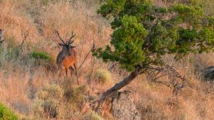 Cervus elaphus - Cerf élaphe - Red deer (ang) - Ciervo común (sp)