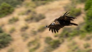 Aegypius monachus - Vautour moine - Cinereous Vulture (ang) - Buitre Negro (sp)