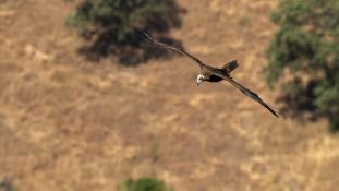 Aegypius monachus - Vautour moine - Cinereous Vulture (ang) - Buitre Negro (sp)