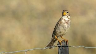 Emberiza calandra - Bruant proyer - Corn bunting (ang) - Triguero (sp)