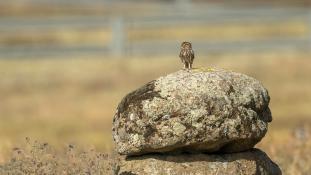 Athene noctua - Chouette chevêche - Chevêche d'Athéna - Little Owl (ang) - Mochuelo Europeo (sp)