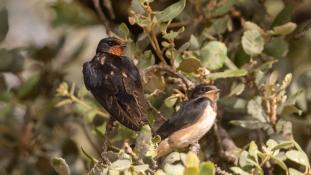 Hirundo rustica - Hirondelle rustique - Hirondelle des cheminées - Hirondelle des granges - Barn Swallow (ang) - Golondrina común (sp)