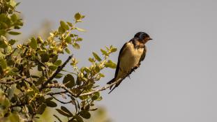 Hirundo rustica - Hirondelle rustique - Hirondelle des cheminées - Hirondelle des granges - Barn Swallow (ang) - Golondrina común (sp)