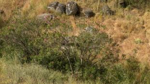 ND-Nerium oleander - Laurier rose - Rosebay (ang) - Rosa laurel (sp)