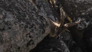 Capra pyrenaica - Bouquetin d'Espagne - Bouquetin ibérique - Iberian ibex (ang) - Cabra montés (sp)