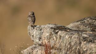 Athene noctua - Chouette chevêche - Chevêche d'Athéna - Little Owl (ang) - Mochuelo Europeo (sp)