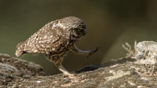 Athene noctua - Chouette chevêche - Chevêche d'Athéna - Little Owl (ang) - Mochuelo Europeo (sp)