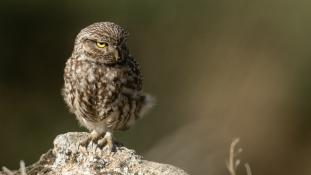 Athene noctua - Chouette chevêche - Chevêche d'Athéna - Little Owl (ang) - Mochuelo Europeo (sp)