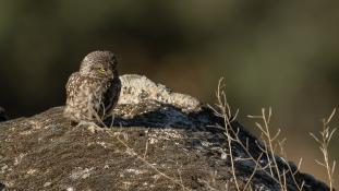 Athene noctua - Chouette chevêche - Chevêche d'Athéna - Little Owl (ang) - Mochuelo Europeo (sp)